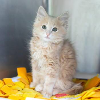 Domestic Medium Hair Cats Available for Adoption in Wilmington, Delaware - Nacho | PetCurious