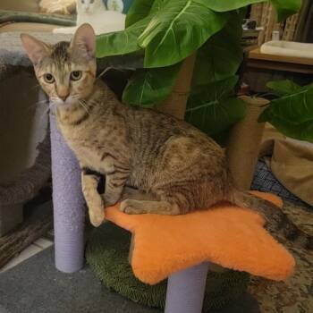 Rescue Domestic Short Hair Cats for Adoption in Westminster, California - Perfect In Pink | PetCurious