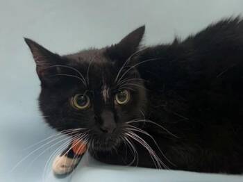 Baby Boy -  Domestic Short Hair Cat for Adoption in Woodbury, Minnesota - Baby Boy | PetCurious