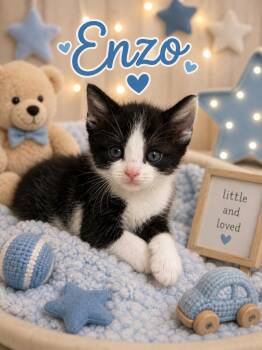 Domestic Short Hair Cats Available for Adoption in Lemoyne, Pennsylvania - Enzo | PetCurious