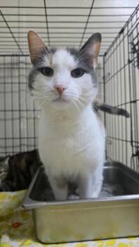 Abby -  Domestic Short Hair Cat for Adoption in Pine Grove, Pennsylvania - Abby | PetCurious
