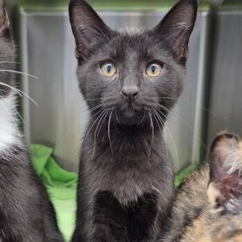 Domestic Short Hair Cats Available for Adoption in Warwick, Rhode Island - Eclipse | PetCurious