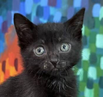 Neytiri -  Domestic Medium Hair Cat for Adoption in Asbury Park, New Jersey - Neytiri | PetCurious