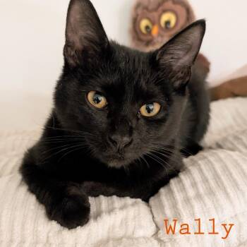 Wally -  Domestic Short Hair Cat for Adoption in Fort Lauderdale, Florida - Wally | PetCurious
