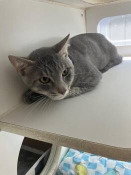 Domestic Short Hair Cats Available for Adoption - LUIGI | PetCurious