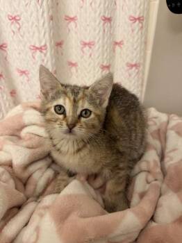 Broom Stick -  Domestic Short Hair Cat for Adoption in Lafayette, Indiana - Broom Stick | PetCurious