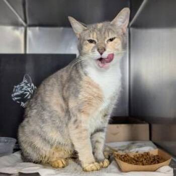 Domestic Short Hair Cats Available for Adoption in Oyster Bay, New York - Cupcake | PetCurious