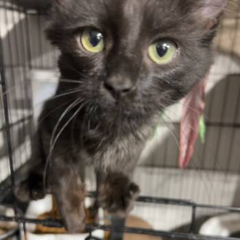 Rescue Domestic Long Hair Cats for Adoption in Aledo, Texas - Diesel | PetCurious