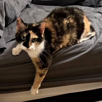 Domestic Short Hair Cats Available for Adoption in Carmel, Indiana - Matilda | PetCurious