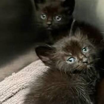 Gelato (purple collar) -  Domestic Short Hair Cat for Adoption in Redwood City, California - Gelato (purple Collar) | PetCurious
