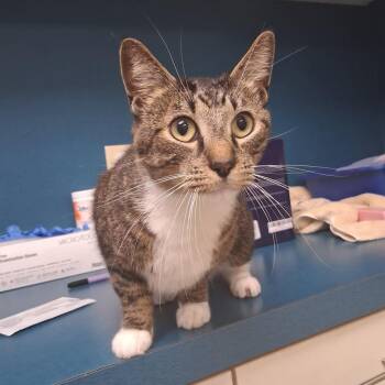 Cypress (26-5604) -  Domestic Short Hair Cat for Adoption in Fort Smith, Arkansas - Cypress (26-5604) | PetCurious