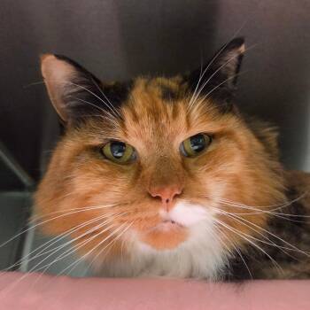 Kitty *Avail by Appt* -  Domestic Long Hair Cat for Adoption in Kennebunk, Maine - Kitty *Avail By Appt* | PetCurious