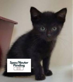 Liara -  Domestic Short Hair Cat for Adoption in Kalispell, Montana - Liara | PetCurious