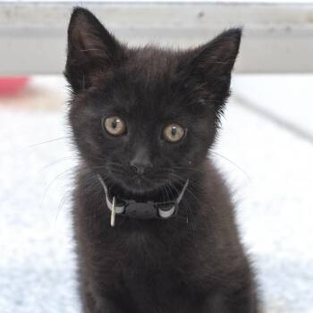 Domestic Short Hair Cats Available for Adoption in Pontiac, Michigan - Ottoman | PetCurious