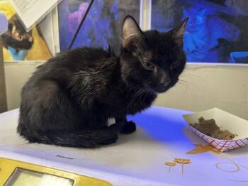 ANGUS -  Domestic Short Hair Cat for Adoption in Pueblo, Colorado - ANGUS | PetCurious
