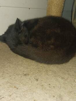 Zelda -  Domestic Short Hair Cat for Adoption in Cromwell, Kentucky - Zelda | PetCurious