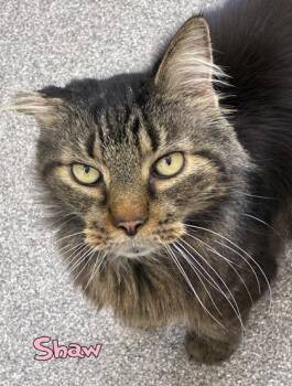 Shaw -  Domestic Long Hair and Domestic Short Hair Cat for Adoption in Mason, Michigan - Shaw | PetCurious