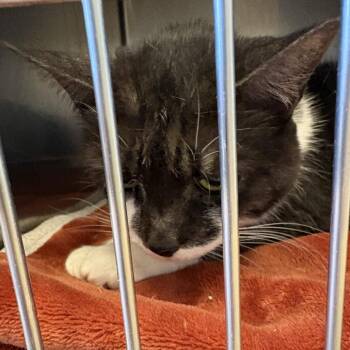 Charlie -  Domestic Short Hair Cat for Adoption in Gloucester, Virginia - Charlie | PetCurious