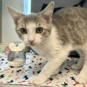 CHEVY -  Domestic Short Hair Cat for Adoption in Leesburg, Virginia - CHEVY | PetCurious