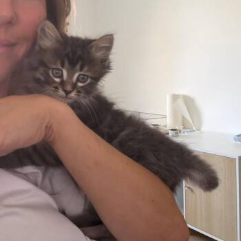 Domestic Medium Hair Cats Available for Adoption in Tustin, California - Zeke | PetCurious