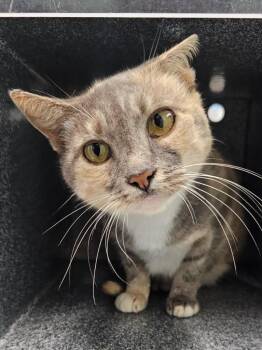 Bunny -  Domestic Short Hair Cat for Adoption in Athens, Tennessee - Bunny | PetCurious