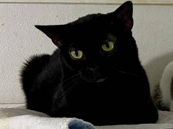 Domestic Medium Hair Cats Available for Adoption - Acorn | PetCurious