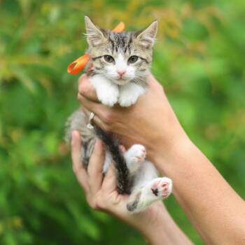 Muffy -  Domestic Short Hair Cat Available for Adoption in Lucedale, Mississippi - Muffy | PetCurious