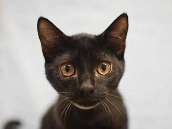 Yousef -  Domestic Short Hair Cat for Adoption in Portland, Oregon - Yousef | PetCurious