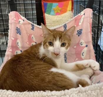 Slice -  Domestic Short Hair Cat for Adoption in Scranton, Pennsylvania - Slice | PetCurious