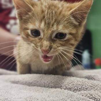 Kenny -  Domestic Short Hair Cat for Adoption in Kansas City, Missouri - Kenny | PetCurious