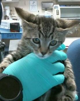 A923674 -  Domestic Short Hair Cat for Adoption in Sacramento, California - A923674 | PetCurious