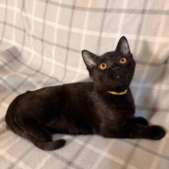Sharpie -  Domestic Short Hair Cat for Adoption in Lewisville, Texas - Sharpie | PetCurious