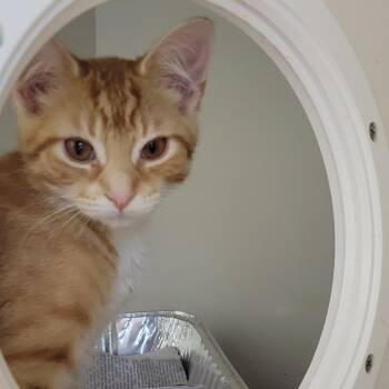Crab -  Domestic Short Hair Cat for Adoption in Wheeling, Illinois - Crab | PetCurious