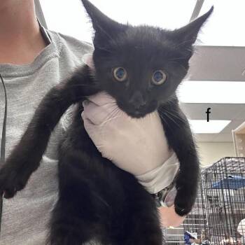 Inky 26-09-078 -  Domestic Short Hair Cat for Adoption in Bastrop, Texas - Inky 26-09-078 | PetCurious