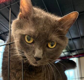Rescue Russian Blue Cats for Adoption in Cumberland, Maine - Cassius Clay | PetCurious