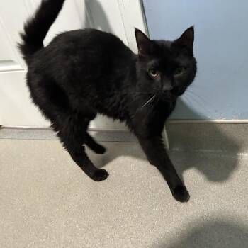 Camila -  Domestic Short Hair Cat for Adoption in Oyster Bay, New York - Camila | PetCurious