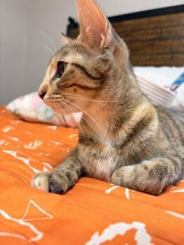 Chica Bombon -  Domestic Medium Hair Cat for Adoption in Liverpool, Texas - Chica Bombon | PetCurious