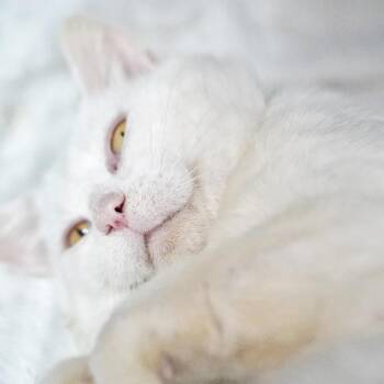 Sad Boy -  Domestic Short Hair Cat for Adoption in Beaverton, Oregon - Sad Boy | PetCurious