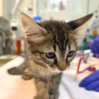 Prickly Pear -  Domestic Medium Hair and Domestic Short Hair Cat for Adoption in Woodinville, Washington - Prickly Pear | PetCurious