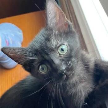 Jill -  Domestic Short Hair Cat for Adoption in Wheaton, Illinois - Jill | PetCurious