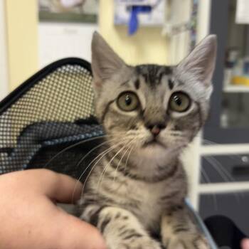 Ruby -  Domestic Short Hair Cat for Adoption in Monroe, Louisiana - Ruby | PetCurious