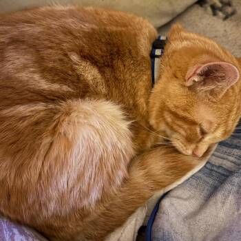 Simon -  Domestic Short Hair Cat Available for Adoption in Winchester, Virginia - Simon | PetCurious