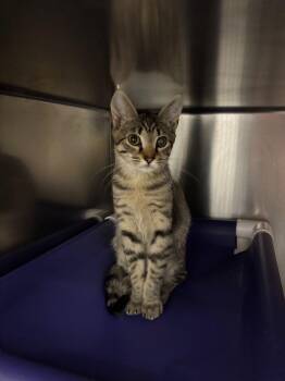Cruz -  Domestic Short Hair Cat for Adoption in Raleigh, North Carolina - Cruz | PetCurious