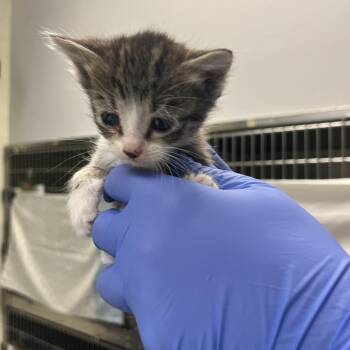 Domestic Short Hair Cats Available for Adoption in Charlottesville, Virginia - Seaweed | PetCurious