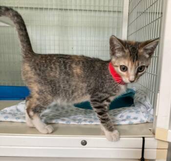 Ena -  Domestic Short Hair Cat for Adoption in Kingsland, Georgia - Ena | PetCurious