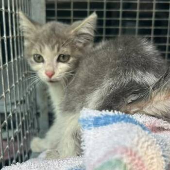 Veronica -  Domestic Short Hair Cat for Adoption in Bristol, Indiana - Veronica | PetCurious