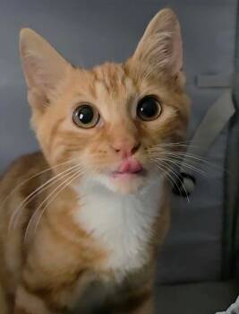 Sunny -  American Shorthair Cat for Adoption in East Orange, New Jersey - Sunny | PetCurious