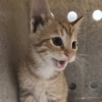 Rescue Domestic Short Hair Cats for Adoption in Wappingers Falls, New York - Wednesday Addams | PetCurious