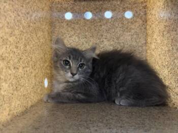 NELLY -  Domestic Long Hair Cat for Adoption in Loveland, Colorado - NELLY | PetCurious