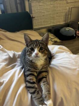 Domestic Short Hair Cats Available for Adoption - Sal | PetCurious